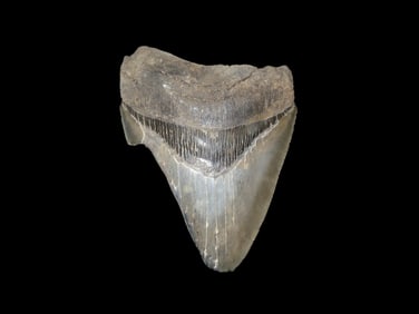 4 7/16" Fossil Megalodon Shark Tooth, found in South Carolina