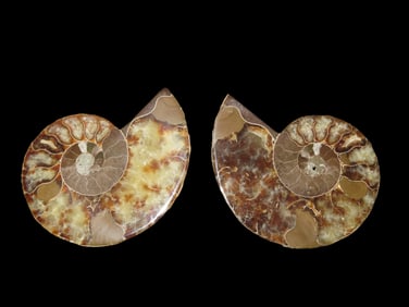 4 1/8" High Quality Split Ammonite Fossil, Great Color, Polished, Original Specimen from Madagascar