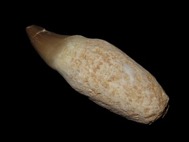 3" Fossil Mosasaurus Dinosaur Tooth, found in Morocco