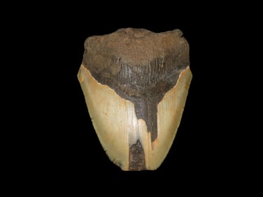 4 3/8" Fossil Megalodon Shark Tooth, found in South Carolina