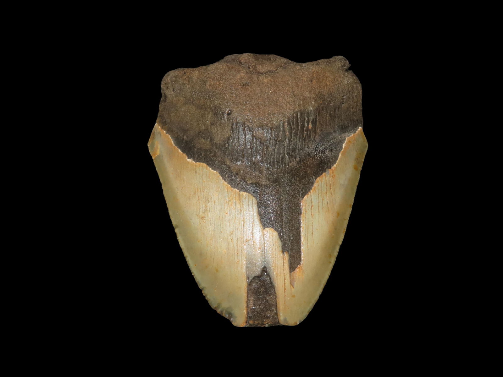 4 3/8" Fossil Megalodon Shark Tooth, found in South Carolina: 4 3/8" Fossil Megalodon Shark Tooth, found in South Carolina