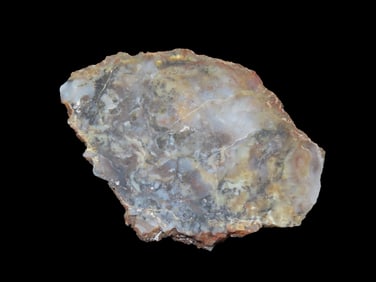 5 1/2" x 3 3/4" Fossil Coprolite Specimen, 146-156 Million yrs old, found at the Morrison Formation,