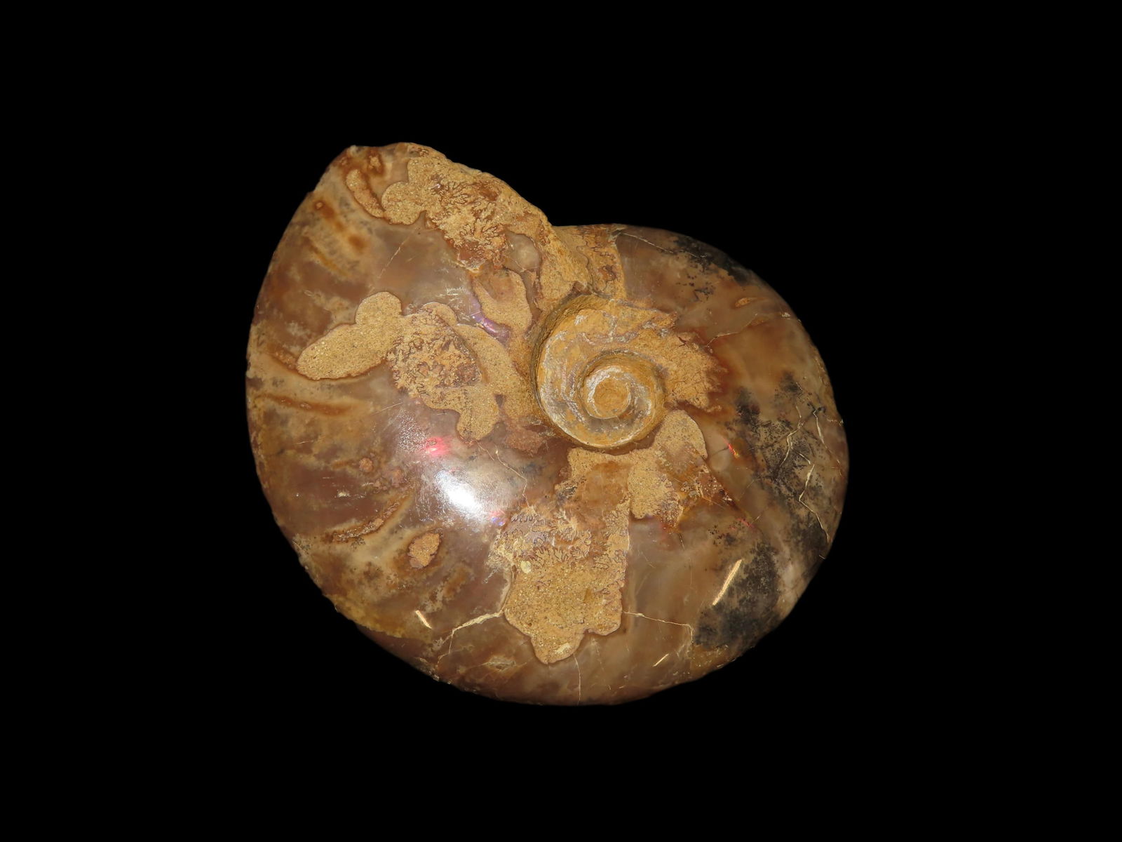 4 15/16" Fossil Ammonite, Great Large Highly Iridescent Specimen, found in Madagascar (1 of 5)