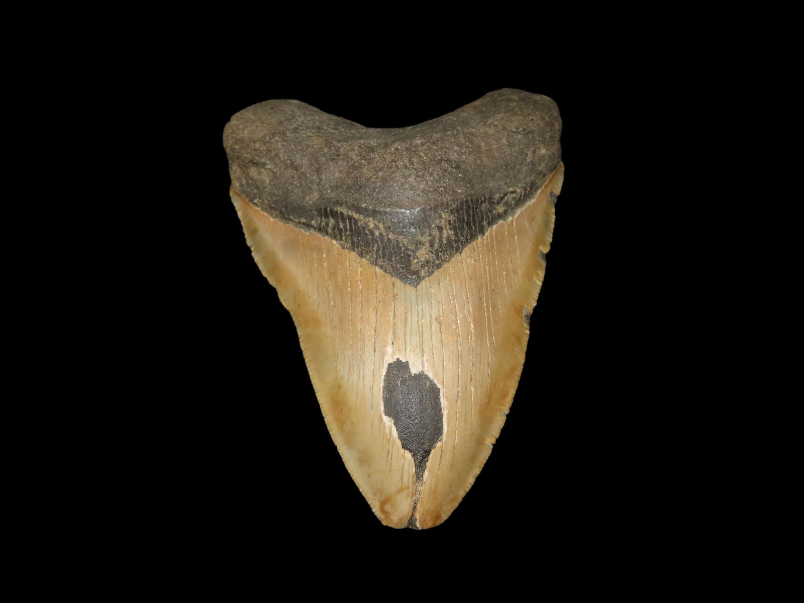 4.718" Fossil Megalodon Shark Tooth, found in Florida: 4.718" Fossil Megalodon Shark Tooth, found in Florida