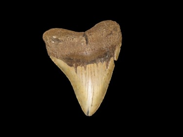 4.888" Fossil Megalodon Shark Tooth, found in Florida
