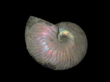2 3/4" Fossil Ammonite, Highly Iridescent Color, found in Madagascar