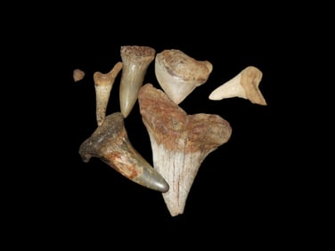Very nice selection of Fossil Sharks Teeth, All found in Northeast Missouri