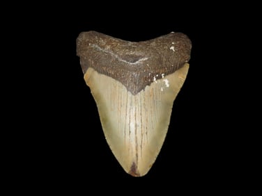 4 4/16" High Grade Megalodon Shark Tooth Fossil, Found in Florida