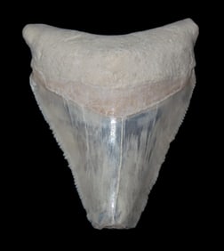 Rare Bone Valley Florida Shark Tooth Fossil