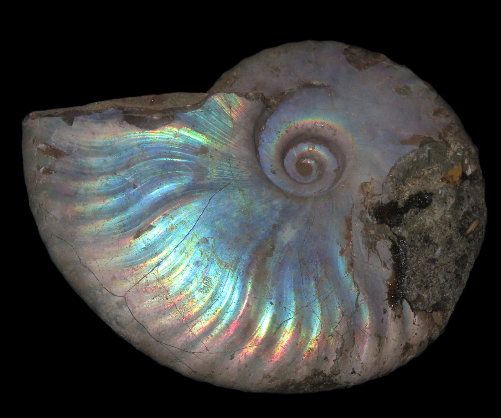 3 3/4" Fossil Ammonite, Gorgeous Colors, found in Madagascar: 3 3/4" Fossil Ammonite, Gorgeous Colors, found in Madagascar