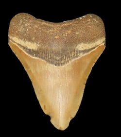 3 13/16" High Grade Megalodon Shark Tooth Fossil, Found in Florida