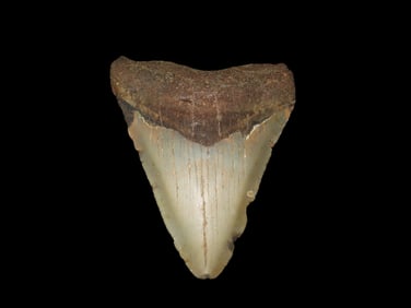 4" High Grade Megalodon Shark Tooth Fossil, Found in Florida