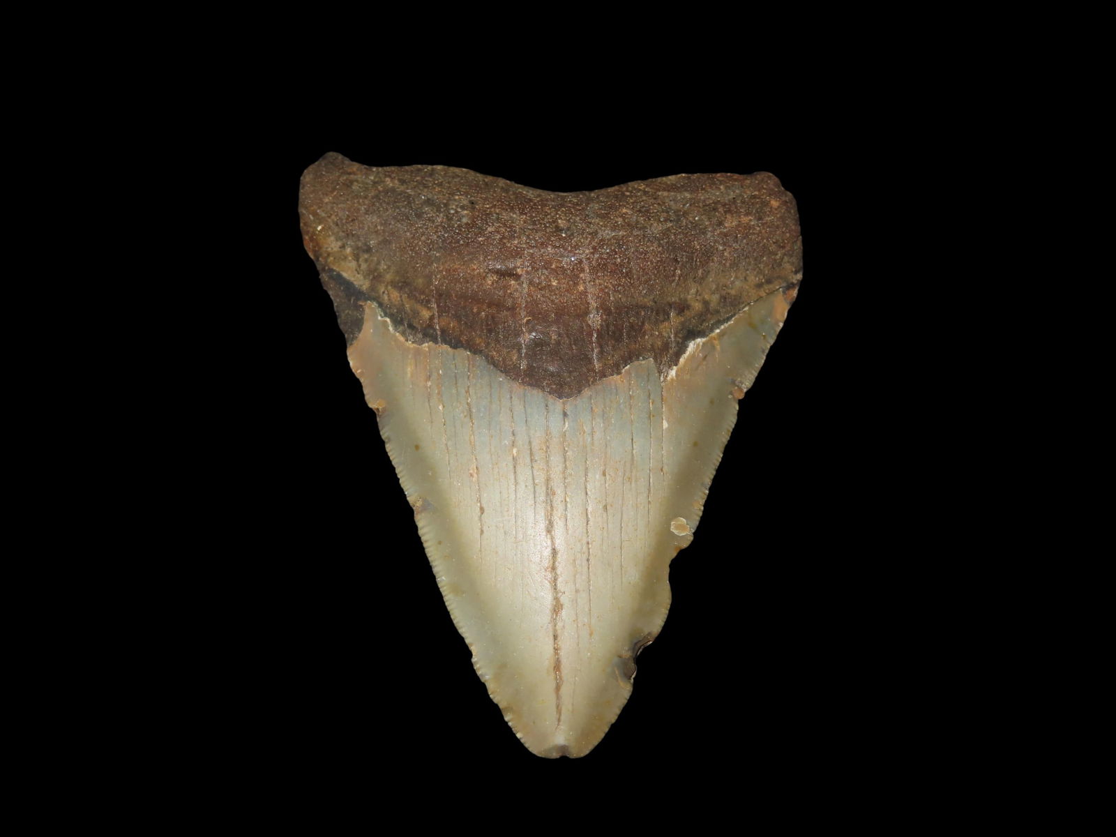 4" High Grade Megalodon Shark Tooth Fossil, Found in Florida: 4" High Grade Megalodon Shark Tooth Fossil, Found in Florida