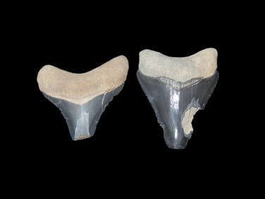Rare Bone Valley Florida Shark Tooth Fossil