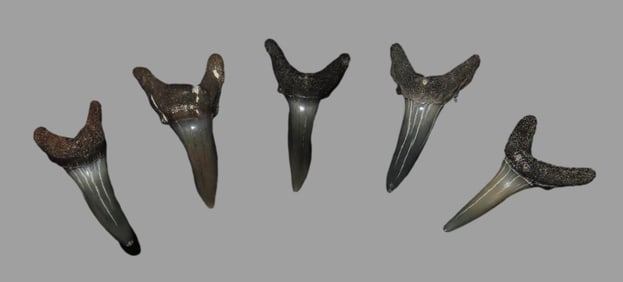 5 Quality Fossil Shark Teeth Found in the Peace River, Florida