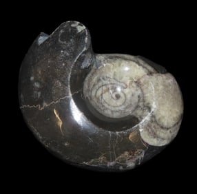 Fossil Ammonite 408 to 65 Million Years Old, Paleozoic to Mesozoic Era
