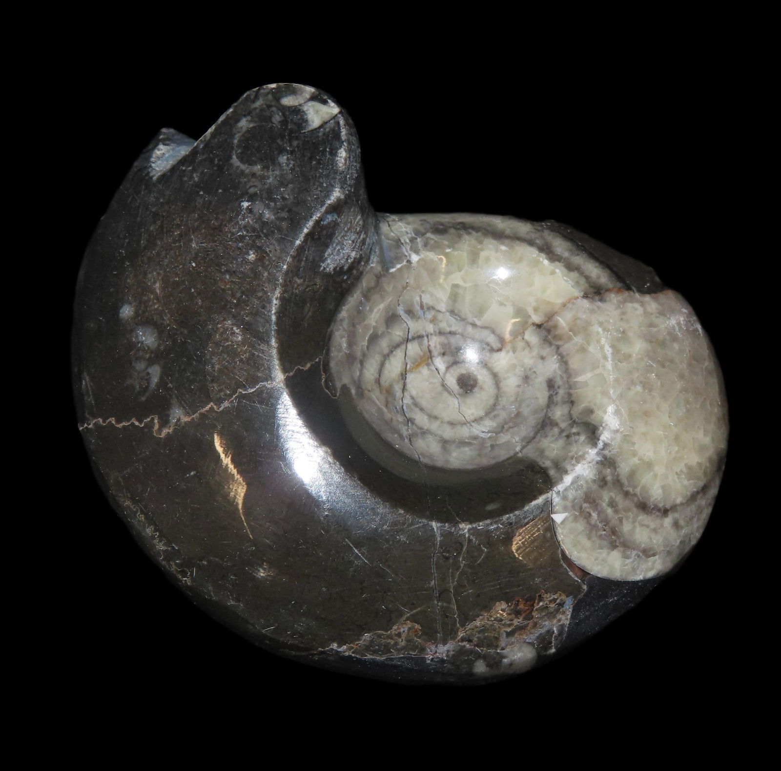 Fossil Ammonite 408 to 65 Million Years Old, Paleozoic to Mesozoic Era: Fossil Ammonite 408 to 65 Million Years Old, Paleozoic to Mesozoic Era