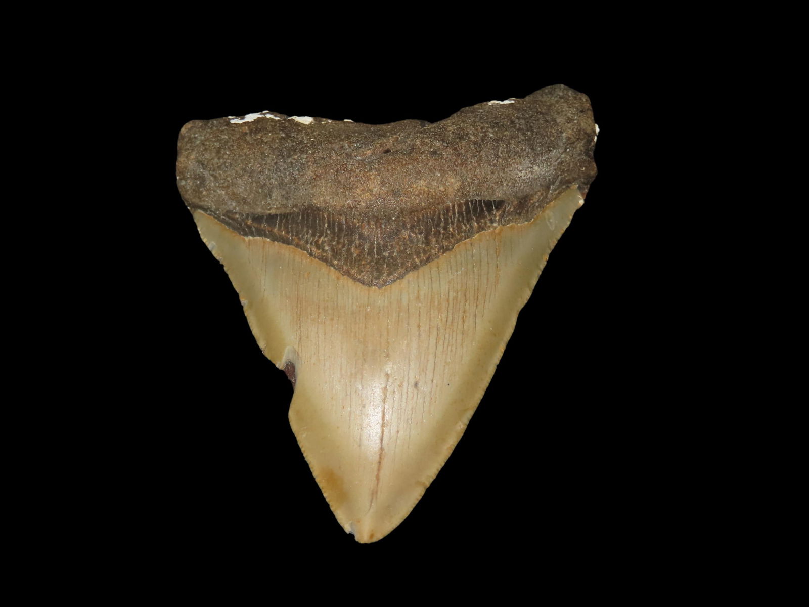 3 7/8" High Grade Megalodon Shark Tooth Fossil, Found in Florida: 3 7/8" High Grade Megalodon Shark Tooth Fossil, Found in Florida