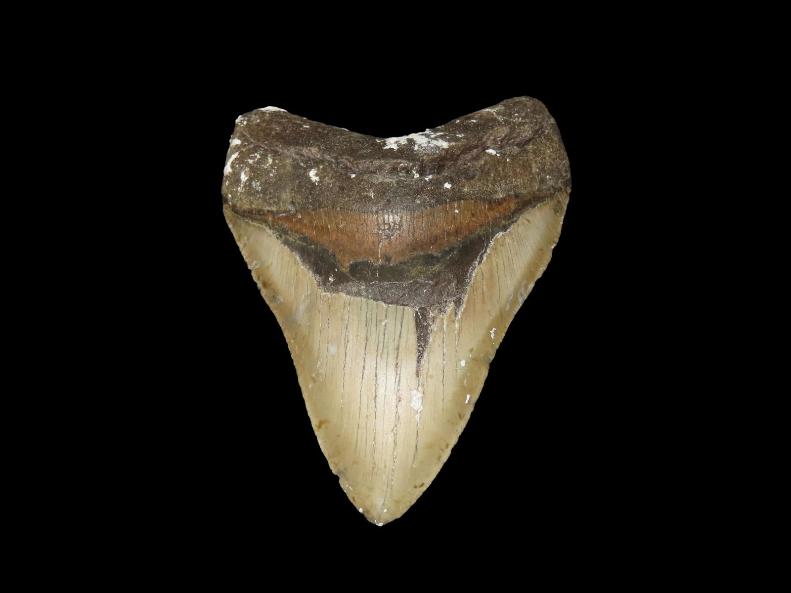 5 1/16" High Grade Megalodon Shark Tooth Fossil, Found in Florida: 5 1/16" High Grade Megalodon Shark Tooth Fossil, Found in Florida