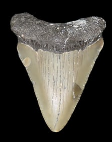 2 5/16" Megalodon Shark Tooth Fossil, Millions of Years Old, Found in Florida