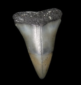 1 7/8" Mako Shark Tooth Fossil, Millions of Years Old, Found in Florida