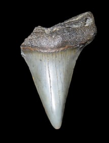 Mako Shark Tooth Fossil, Found in Florida