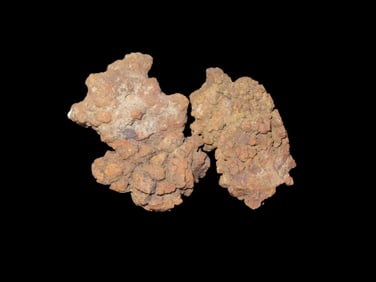 Coprolite, Fossil Dinosaur Pool, 100 Million Years Old