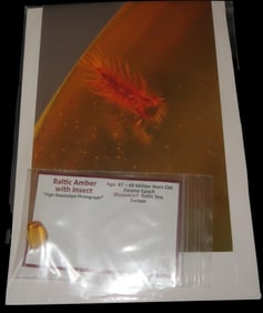 Baltic Amber with Insect, 47-49 Million Years Old, Found in Baltic Sea, Europe