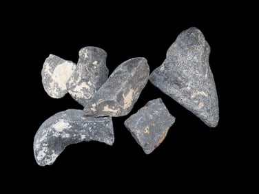 Collection of Fossil Whale Bone, Found off the Coast of Florida, Millions of Years Old