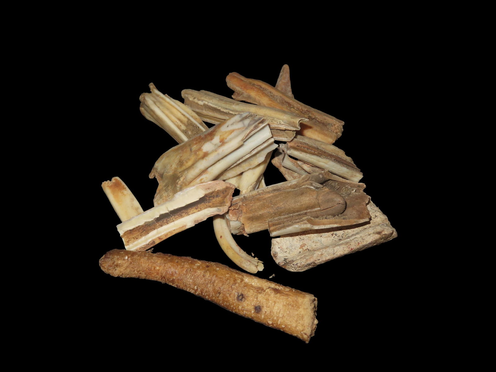 Set of Fossil Teeth, Found in Rivers/Streams of Northeast Missouri: Set of Fossil Teeth, Found in Rivers/Streams of Northeast Missouri