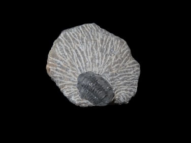 Proteus Trilobite, proetida trilobite, Devonian, 350-400 Million Years Old
