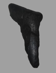 Megalodon Shark Tooth Fossil, Found in South Carolina