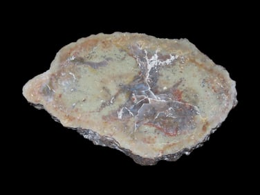 Jurassic Dinosaur Poop Fossil "Coprolite", 156-146 Million Years Old, Jurassic Era, Morrison