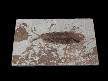 Knightia Fish Fossil Green River Formation, 53.5 to 48.5 Million Years Old, Found in Wyoming