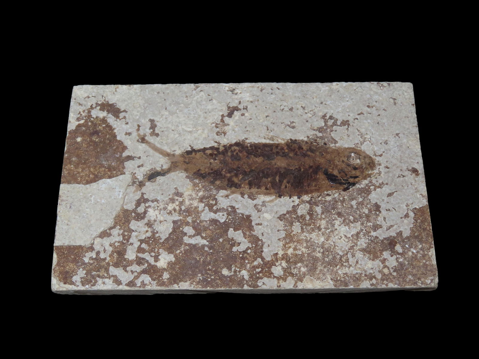 Knightia Fish Fossil Green River Formation, 53.5 to 48.5 Million Years Old, Found in Wyoming (1 of 7)