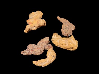 Coprolite, Fossil Dinosaur Pool, 100 Million Years Old, Found in Madagascar
