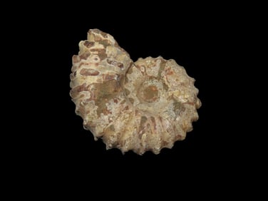 Tractor Ammonite Fossil Douvilleiceras, Mid-Late Cretaceous