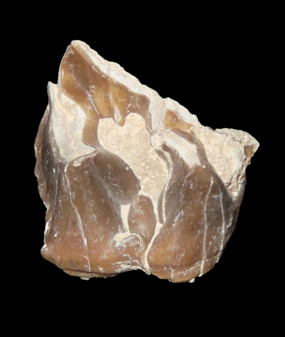 Fossil Mammal Tooth/Jaw Bone, Cretaceous Period, 65/66 Million Years Old: Fossil Mammal Tooth/Jaw Bone, Cretaceous Period, 65/66 Million Years Old
