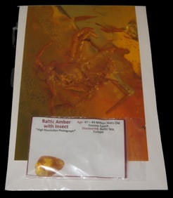 Baltic Amber with Insect, 47-49 Million Years Old, Found in Baltic Sea, Europe