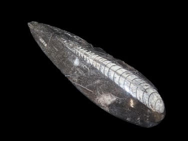 400 Million Years Old Polished Orthoceras Fossil, Devonian Period, Found in Atlas Mountains of