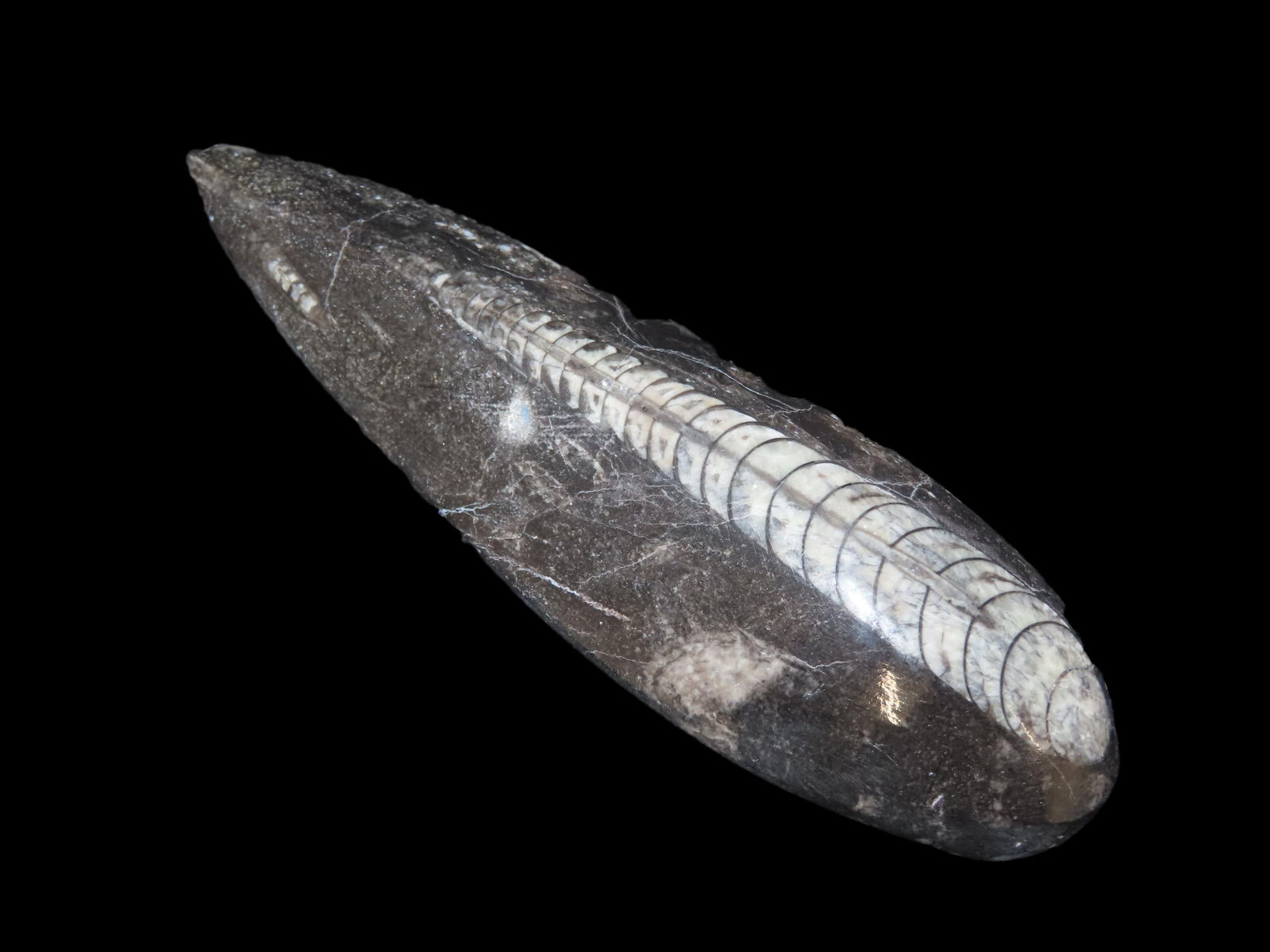 400 Million Years Old Polished Orthoceras Fossil, Devonian Period, Found in Atlas Mountains of: 400 Million Years Old Polished Orthoceras Fossil, Devonian Period, Found in Atlas Mountains of Morocco