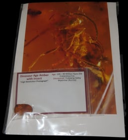 100-90 Million Years Dinosaur Age Amber Insect,Cretaceous Era,Found In Hukawng Valley Myanmar(Burma)