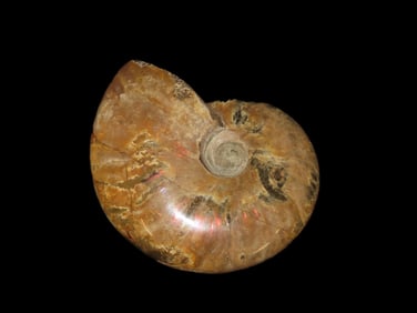 Highly Polished Ammonite Fossil Iridescent With Striking Colors