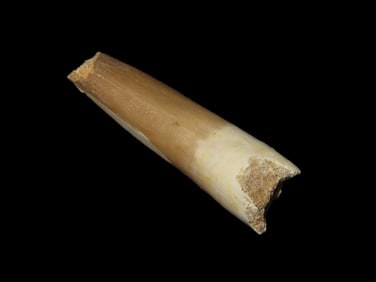 Plesiosaur Fossil Dinosaur Tooth,100 Million Years Old,Cretaceous Period