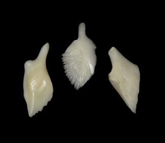 Gar Fish Scales,Texas Points 1963