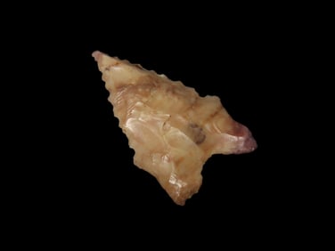 1 3/8" Crowley's Ridge Chert Dalton, found in Butler Co., Missouri