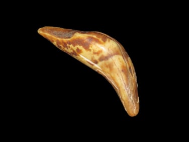 2 3/4" Bear Tooth Pendant, found in Alaska