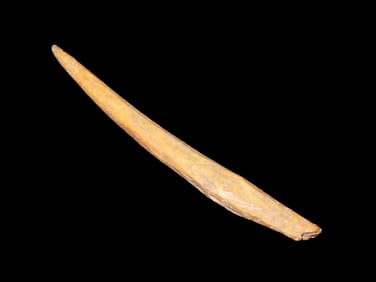 4 1/4" Antler Tip Spear Pt, Inuit, Found in Alaska, Well Made and in Great Shape