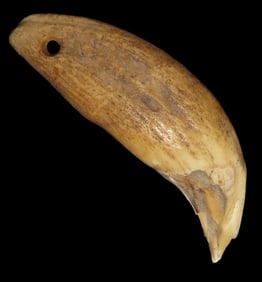 2 3/8" Bear Tooth Pendant, found in either Adams or Pike Co., Illinois, Ex Bud Goodwin