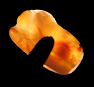 3/4" Authentic Egyptian Carnelian Sphinx Amulet/Bead